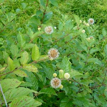 Image of buttonbush bush with blooming on ends.